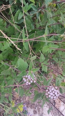 Ageratum corymbosum