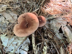 Lactarius subpurpureus