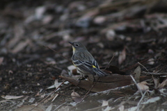 Setophaga coronata auduboni