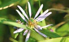 Agapostemon texanus