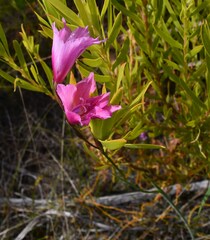 Gladiolus hirsutus