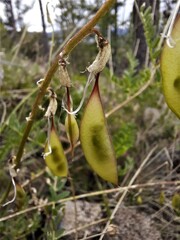 Astragalus mongholicus