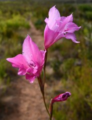 Gladiolus hirsutus