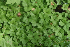 Rubus pedatus