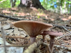 Lactarius subpurpureus