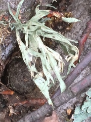 Ramalina canariensis