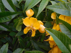 Senna pendula glabrata