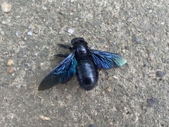 Xylocopa nasalis