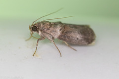 Acrobasis texana