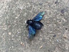 Xylocopa nasalis
