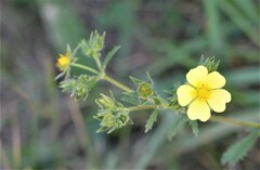 Potentilla recta