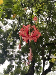 Hibiscus schizopetalus