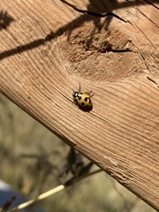 Hippodamia parenthesis