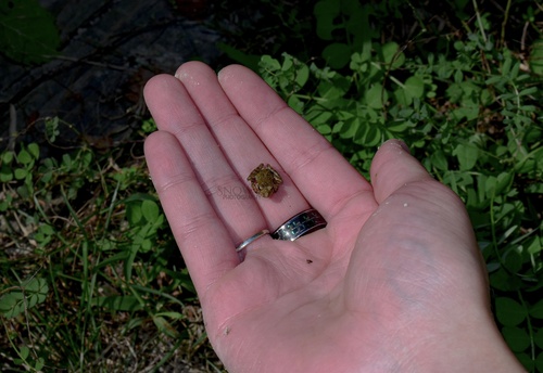 Blanchard's Cricket Frog photographed in Nebraska