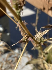 Hippodamia parenthesis