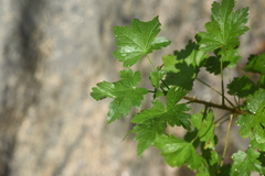 Ribes