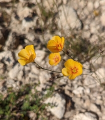 Linum berlandieri