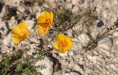 Linum berlandieri
