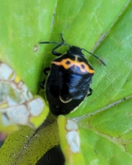 Cosmopepla conspicillaris