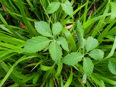 Causonis japonica