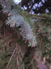 Picea pungens