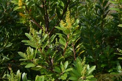 Laurophyllus capensis