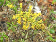 Solidago leavenworthii