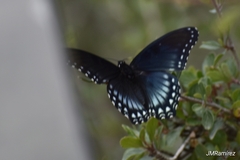 Limenitis arthemis arizonensis