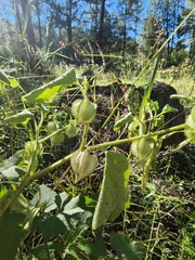 Physalis neomexicana