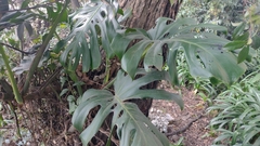 Monstera deliciosa