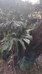 Monstera deliciosa