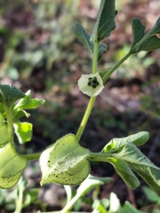 Physalis neomexicana