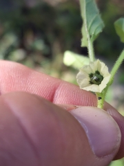 Physalis neomexicana