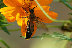 Megacampsomeris prismatica