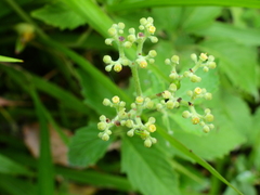 Causonis japonica
