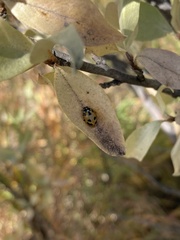 Hippodamia parenthesis