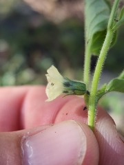 Physalis neomexicana
