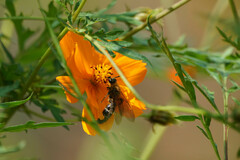 Megacampsomeris prismatica