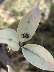 Hippodamia parenthesis