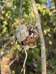 Callirhytis quercuspunctata