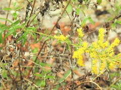 Solidago leavenworthii