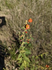 Sphaeralcea ambigua