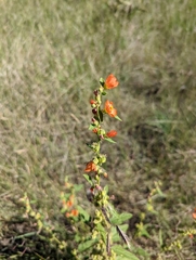 Sphaeralcea ambigua