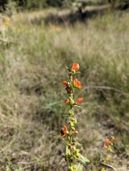 Sphaeralcea ambigua
