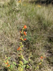 Sphaeralcea ambigua
