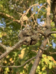 Callirhytis quercuspunctata