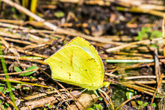 Abaeis mexicana