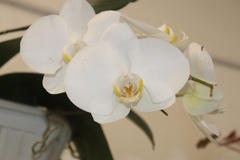 Phalaenopsis