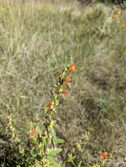 Sphaeralcea ambigua