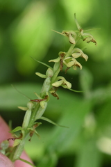 Platanthera